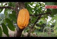 Santa Rita donde se produce uno de los mejores chocolates del mundo