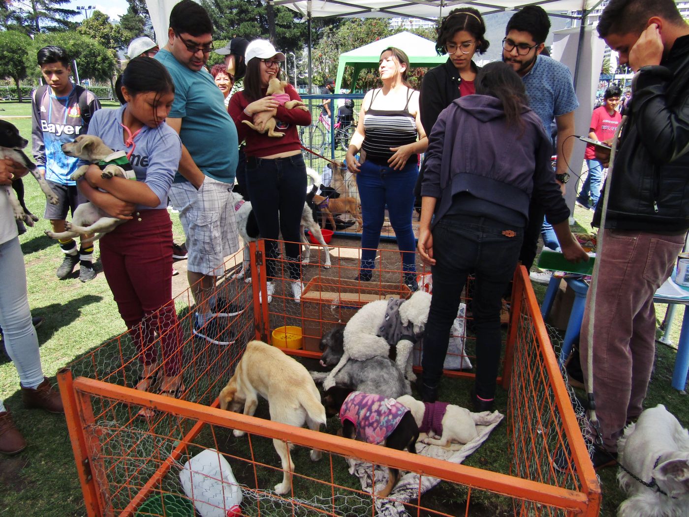 Se viene la II Feria de Bienestar Animal por las fiestas de Quito ...