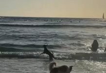 Tel Aviv cuenta con una playa para peludos