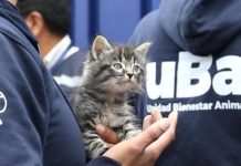 Gatito fue rescatado de un hombre que lo tenía en una caja y pedía dinero en buses