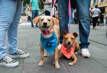 “Adopta Guayaquil”: portal virtual facilita adopción de mascotas sin hogar