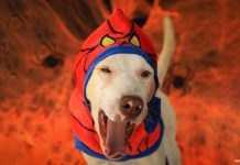 Conoce y adopta a uno de estos peludos este 26 de octubre