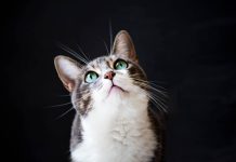 Obtén un turno para esterilizar a tu felino de forma gratuita