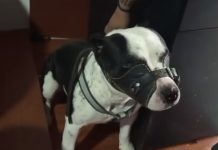 Peludo encadenado y con bozal fue rescatado