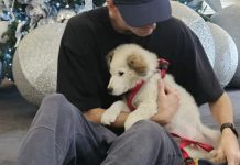 Un miembro del equipo de producción de Shakira adoptó un peludo rescatado y lo llamó “Quito”