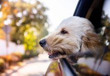 Vender peludos por redes sociales sin autorización es ilegal