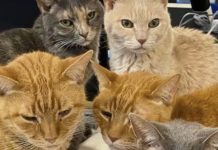 Empresa adoptó gatitos como apoyo emocional para empleados