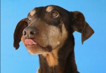 Conoce y adopta a uno de estos peludos