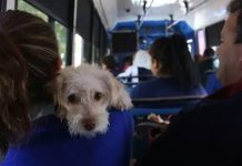 ¿Qué tipo de peludos pueden ingresar al transporte público en Quito?