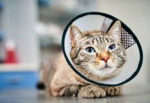 Esterilización y atención veterinaria gratuita en Guayaquil