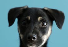 Conoce y adopta a uno de estos 7 peludos