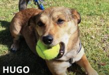 Asiste a una feria de adopciones este 14 de diciembre y encuentra a tu mejor amigo peludo