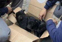 7 peludos que eran vendidos ilegalmente fuera de un Centro Comercial, fueron rescatados