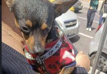 Tutor podría recibir multa de $470 por dejar encerrado a un peludo en su vehículo