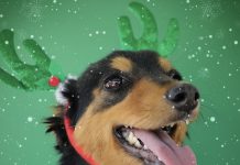 Conoce y adopta a una de estas peludas