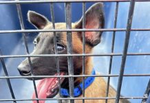 Peludo fue rescatado por mala tenencia y presunta venta ilegal