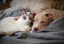 ¿Qué hacer con tu peludo durante la pirotecnia?