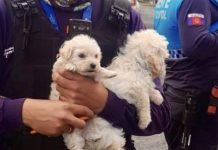 3 peludos fueron rescatados de la venta ilegal al Sur de Quito