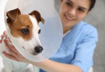 Jornadas de esterilización gratuita para perritos y gatitos