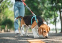En Guayaquil es obligatorio que tu peludo camine con collar por la vía pública