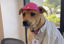 Perrita rescatada es nombrada “Gerente de felicidad” en una empresa de Chile