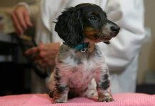 Esterilización gratuita en los CAVRAT de la Unidad de Bienestar Animal