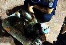 Agentes municipales de Guayaquil ayudaron a una peluda en su parto