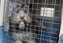 Peludo fue rescatado de mala tenencia al sur de Quito