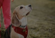 Hasta 45.000 euros de multa y tres años de cárcel por abandonar a un peludo