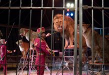 En Italia se prohíben los circos con animales