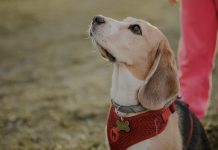 Asiste al Festianimal, un evento gratuito para ti y tu peludo