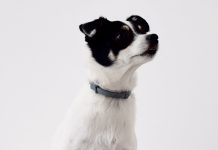 Hasta 6 años de prisión por maltrato animal