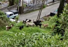 9 peludos en jauría fueron rescatados al sur de Quito