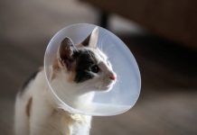 La esterilización de peludos es obligatoria en Cuenca