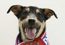 Conoce y adopta a tu nuevo mejor amigo