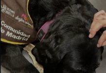 Peluda de apoyo emocional ayudó a una mujer víctima de violencia de género