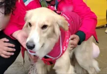 Jesús, un peludo reconocido como embajador contra el maltrato animal en Bolivia