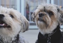 Hasta 4 años de cárcel y multa de hasta 60 mil euros por maltrato animal