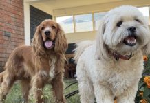 Se puede pedir permiso laboral remunerado si tu peludo se enferma