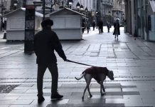 Si planeas viajar a Europa con tu peludo necesitas un pasaporte europeo para mascotas