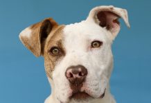 Conoce y adopta a uno de estos peludos este 08 de marzo