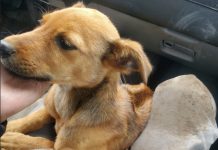 Peludos que vivían en una cueva fueron rescatados