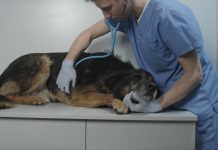 Enterrar a tu peludo en un parque o en el patio está prohibido