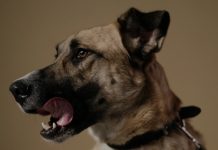 Forma parte de las jornadas de adopción de la UBA