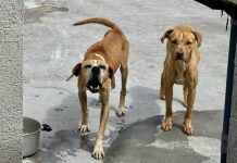 Peludos con desnutrición crónica fueron rescatados