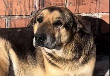 “Ley Max” propone incorporar materias de bienestar animal en el sistema educativo