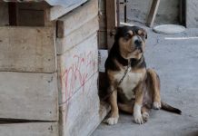 Tutores podrían enfrentar multa de hasta $6000 por maltrato animal