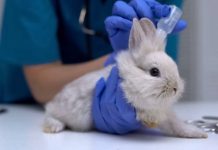 Más de 192 millones de animales son utilizados en experimentación científica y pruebas de productos
