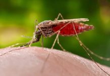 167 casos de malaria en Ecuador