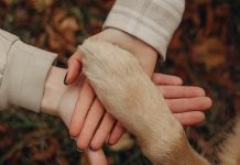Tu peludo y tú podrían ser enterrados juntos